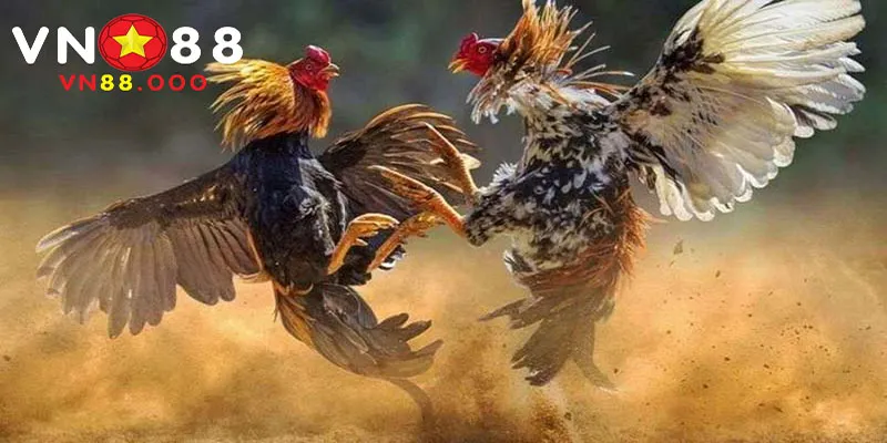 Cách Chọn Màu Mạng Gà Đá Theo Ngay 2 Lựa chọn màu mạng gà theo phong thủy