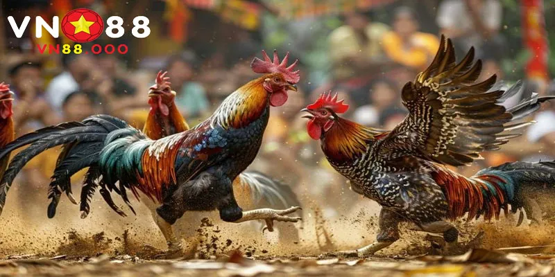 Đá gà c3 – Đấu trường đỉnh cao tại VN88 3 Nắm bắt các yêu cầu và điều kiện chơi đá gà
