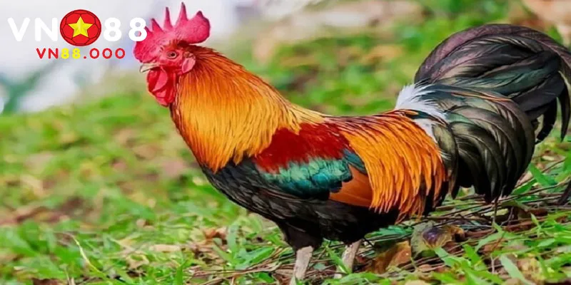 Cách Chọn Màu Mạng Gà Đá Theo Ngay 1 Tổng quan về các màu mạng gà
